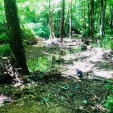 Review photo of Hoosier National Forest Goldenrod Loop Campground by Shelly S., June 7, 2018