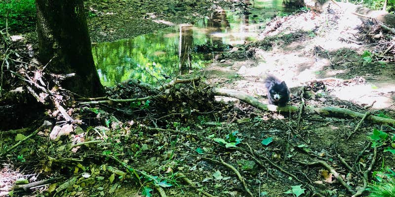 Camper submitted image from Hoosier National Forest Goldenrod Loop Campground