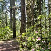 Review photo of Whispering Falls Campground by Kelly S., June 6, 2021