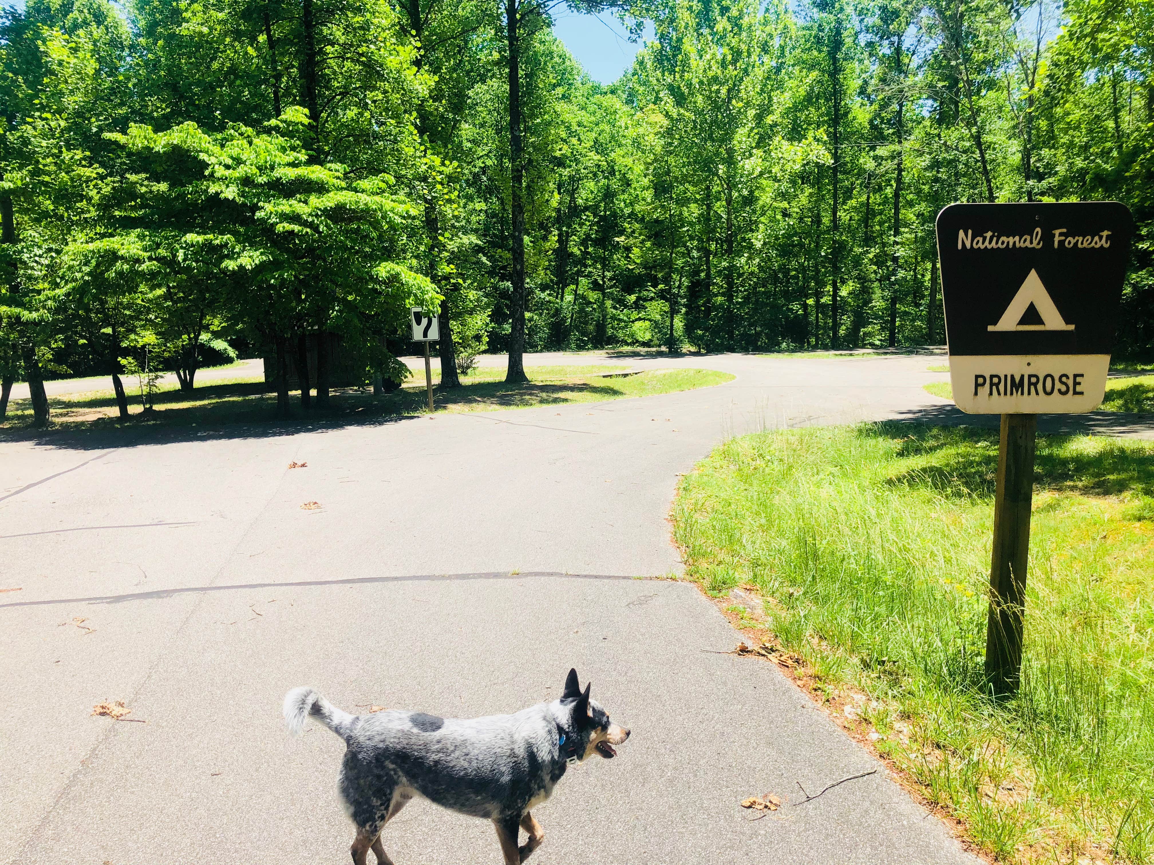 Shelly S.'s photo of camping with pets at Hoosier National Forest Primrose Loop Campground near Rome, IN