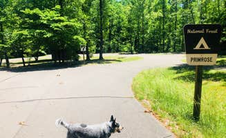 Shelly S.'s photo of camping with pets at Hoosier National Forest Primrose Loop Campground near Cannelton, IN