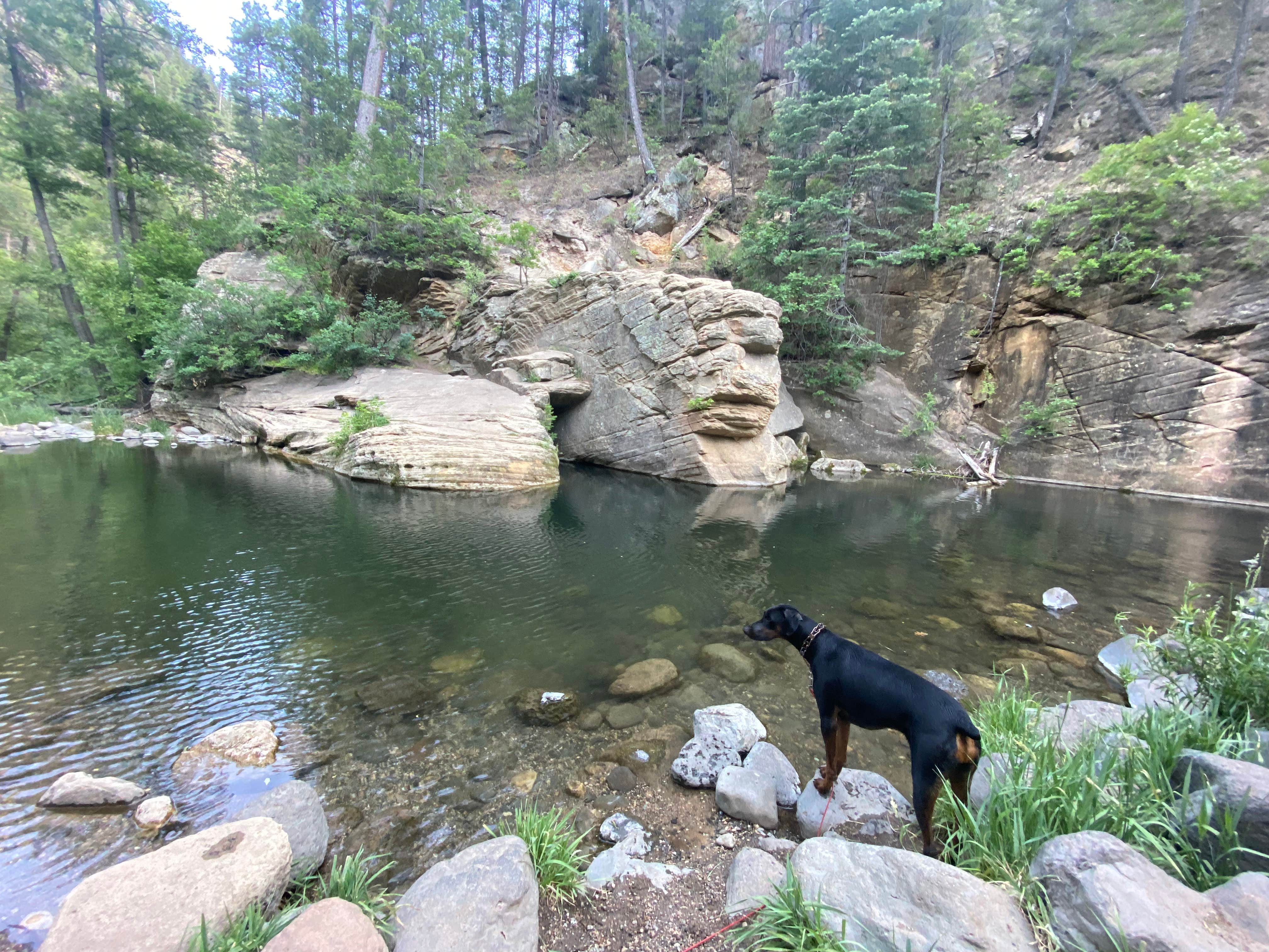Raquel R.'s photo of camping with pets at Cave Springs near Flagstaff, AZ