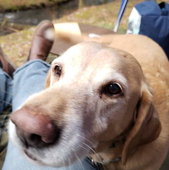 Dwight D.'s photo of camping with pets at Stokes State Forest near Wharton, NJ