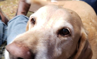 Dwight D.'s photo of camping with pets at Stokes State Forest in New Jersey