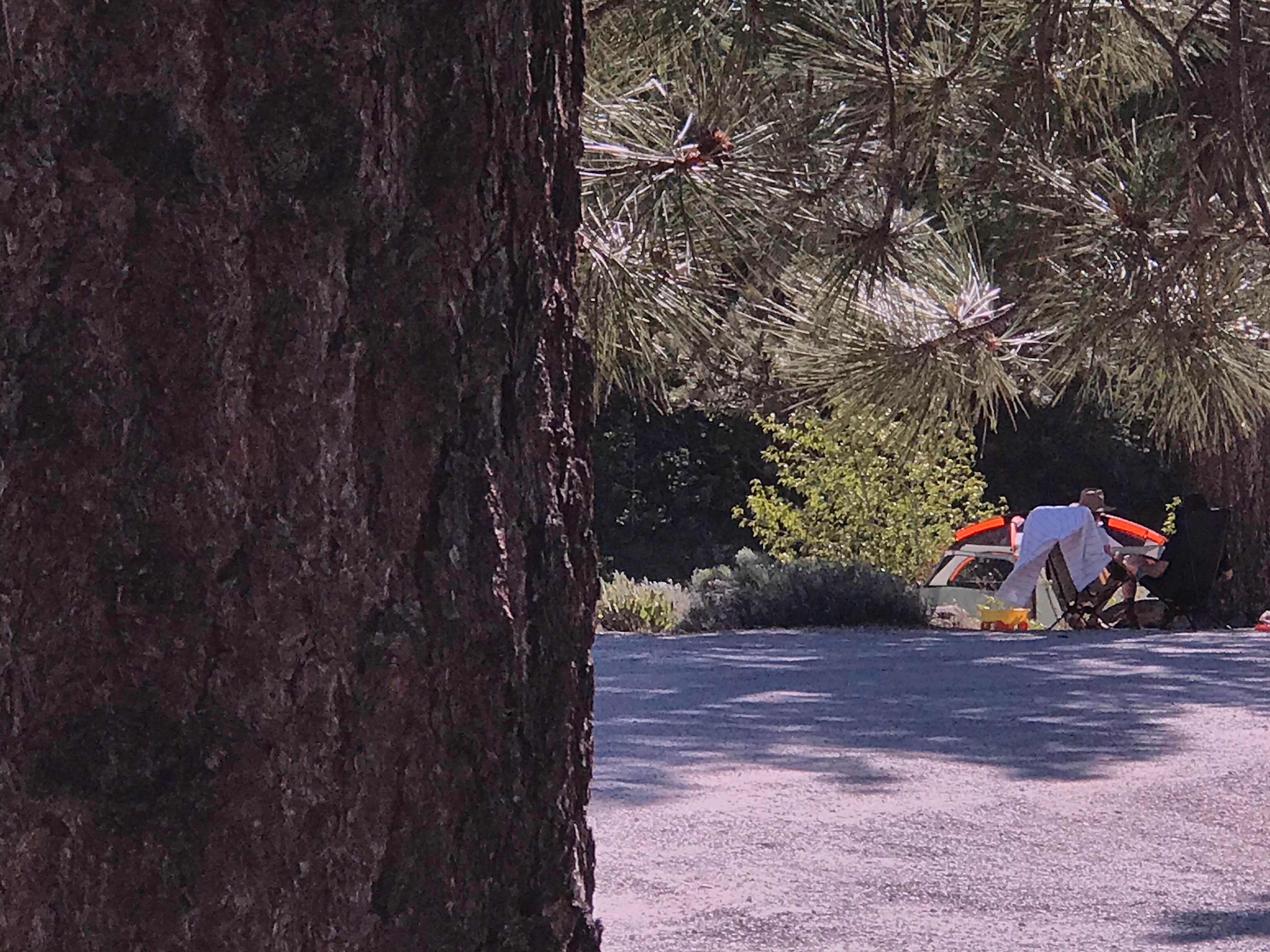 Char P.'s photo at Upper Little Truckee near Sierraville, CA