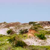 Review photo of Topsail Hill Preserve State Park Campground by Latika Y., June 6, 2021