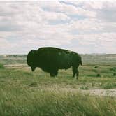 Review photo of Buffalo Gap National Grassland by Beatrice G., June 7, 2018