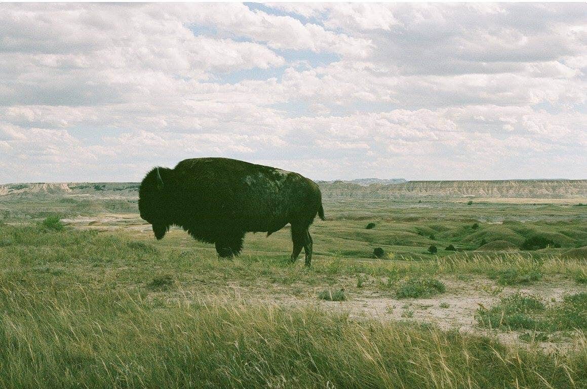 Camper submitted image from Buffalo Gap National Grassland - 5