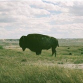 Review photo of Buffalo Gap National Grassland by Beatrice G., June 7, 2018