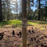 Review photo of Goumaz Campground - Lassen National Forest by Alison , June 7, 2021