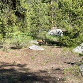 Review photo of Chapman Campground And Group Camp - White River NF by Andrew C., June 7, 2021