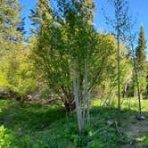 Review photo of Baker Creek Campground — Great Basin National Park by Sotnos B., May 28, 2021