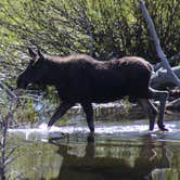 Review photo of Gros Ventre Campground — Grand Teton National Park by Krissy C., June 7, 2021