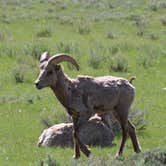 Review photo of Gros Ventre Campground — Grand Teton National Park by Krissy C., June 7, 2021