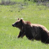 Review photo of Gros Ventre Campground — Grand Teton National Park by Krissy C., June 7, 2021
