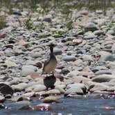 Review photo of Gros Ventre Campground — Grand Teton National Park by Krissy C., June 7, 2021