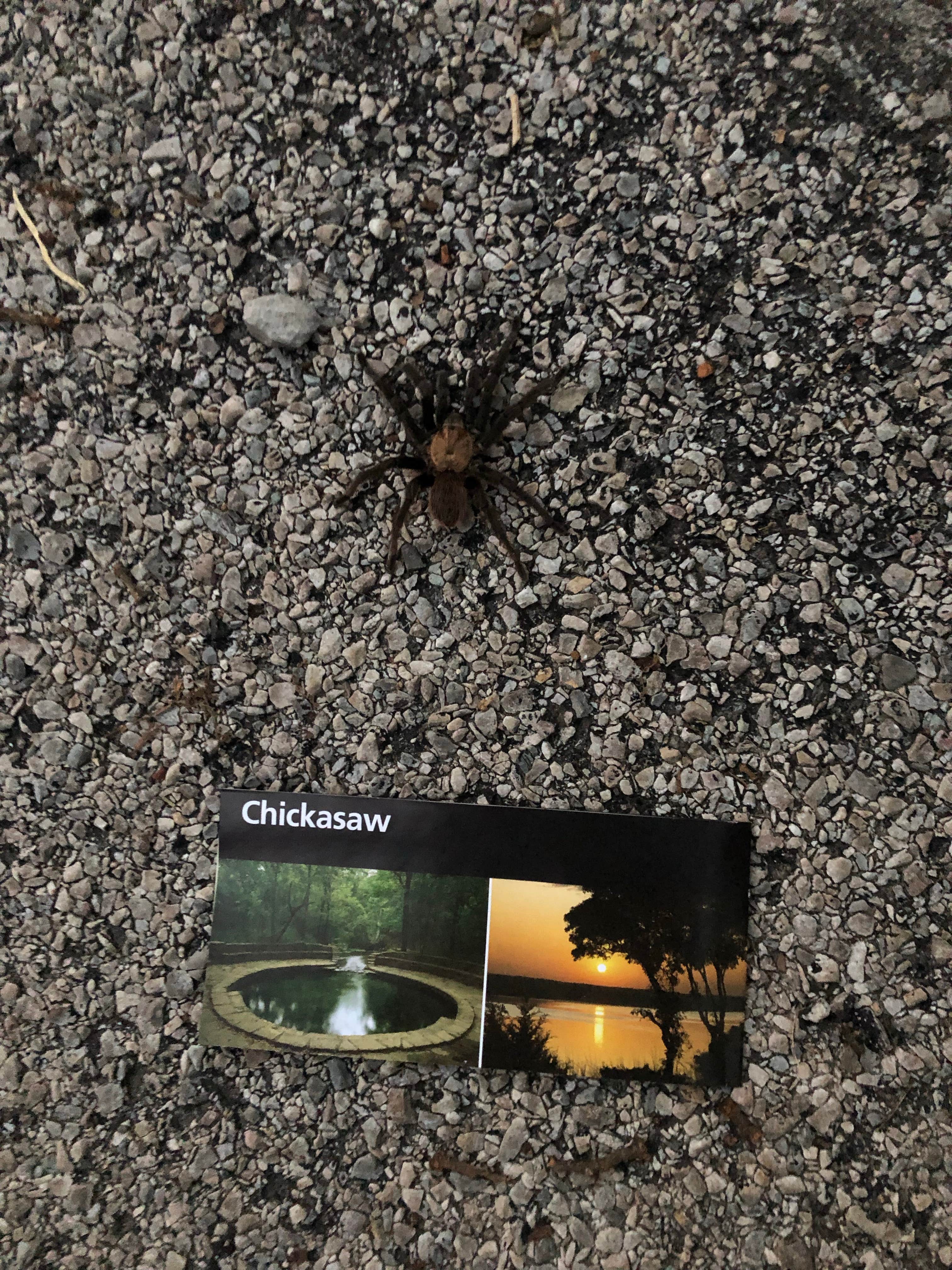 Camper submitted image from The Point Campground — Chickasaw National Recreation Area - 4