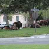 Review photo of Sun Outdoors Yellowstone North by Krissy C., June 7, 2021