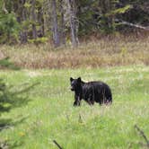 Review photo of Sun Outdoors Yellowstone North by Krissy C., June 7, 2021