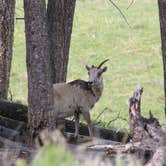 Review photo of Sun Outdoors Yellowstone North by Krissy C., June 7, 2021