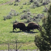 Review photo of Sun Outdoors Yellowstone North by Krissy C., June 7, 2021