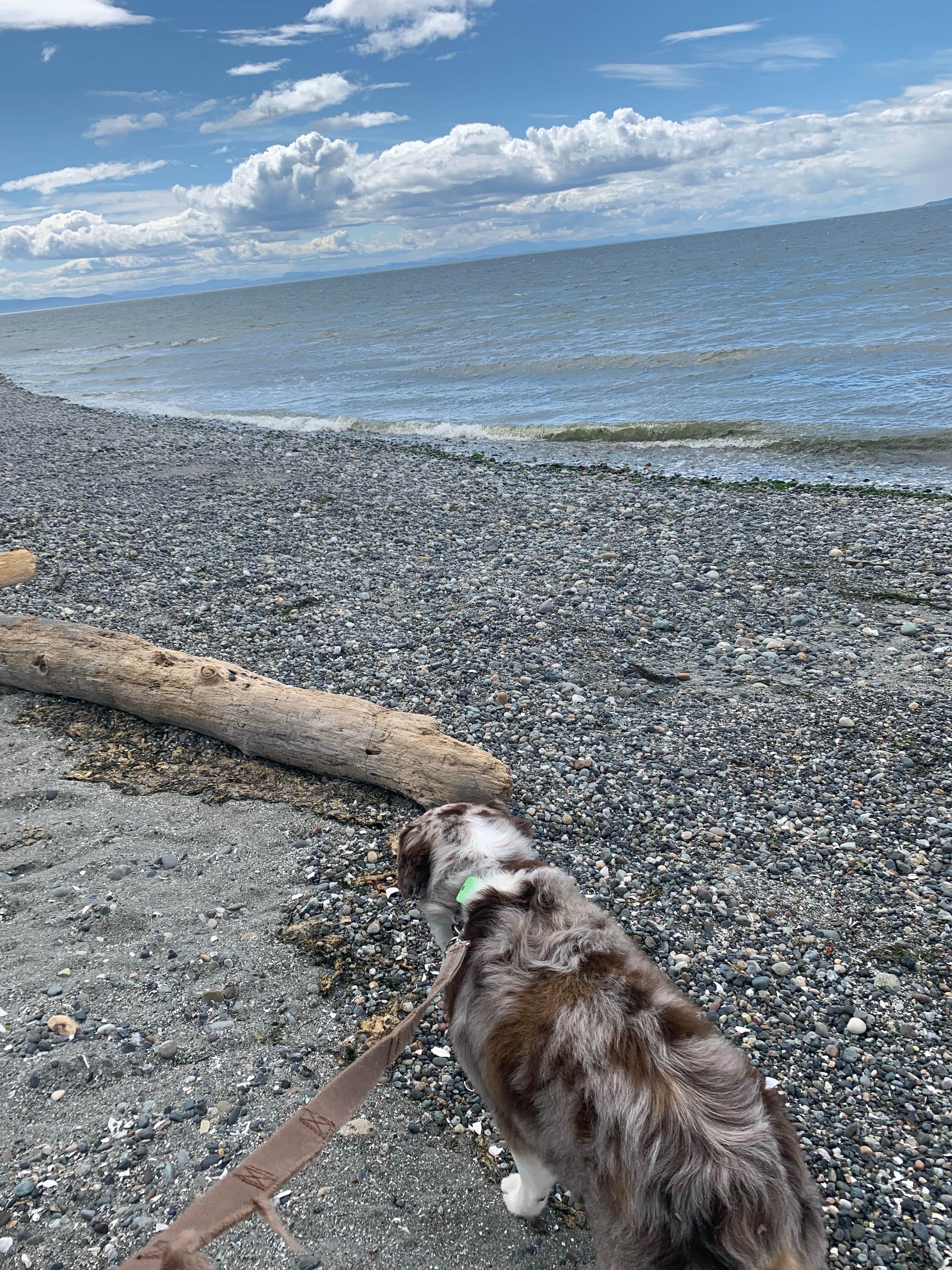 Monte B.'s photo of camping with pets at Birch Bay State Park Campground near Nooksack, WA