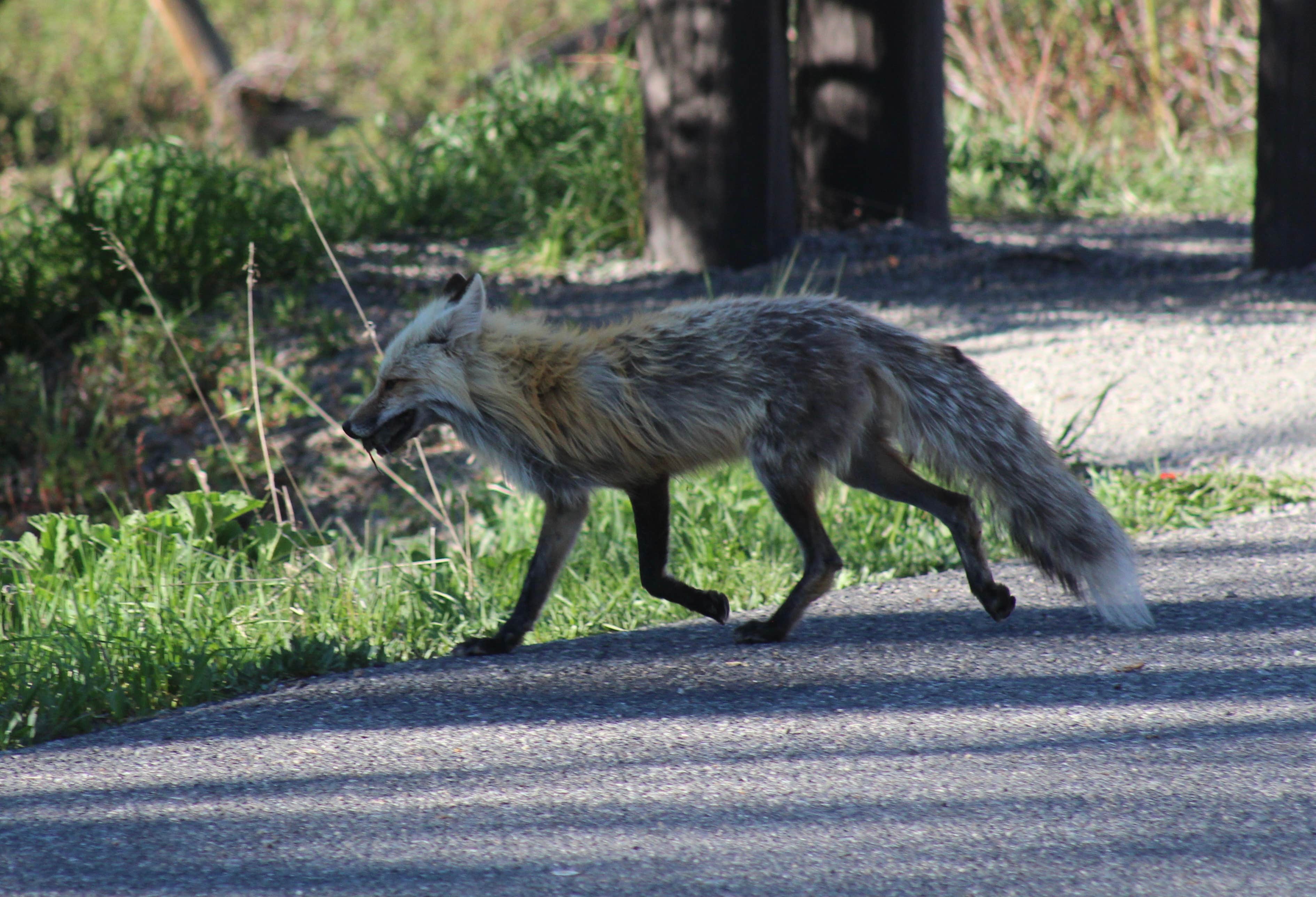 Krissy C.'s photo of camping with pets at Eagle Creek Campground near Cody, WY