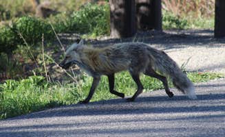 Krissy C.'s photo of camping with pets at Eagle Creek Campground near Cody, WY