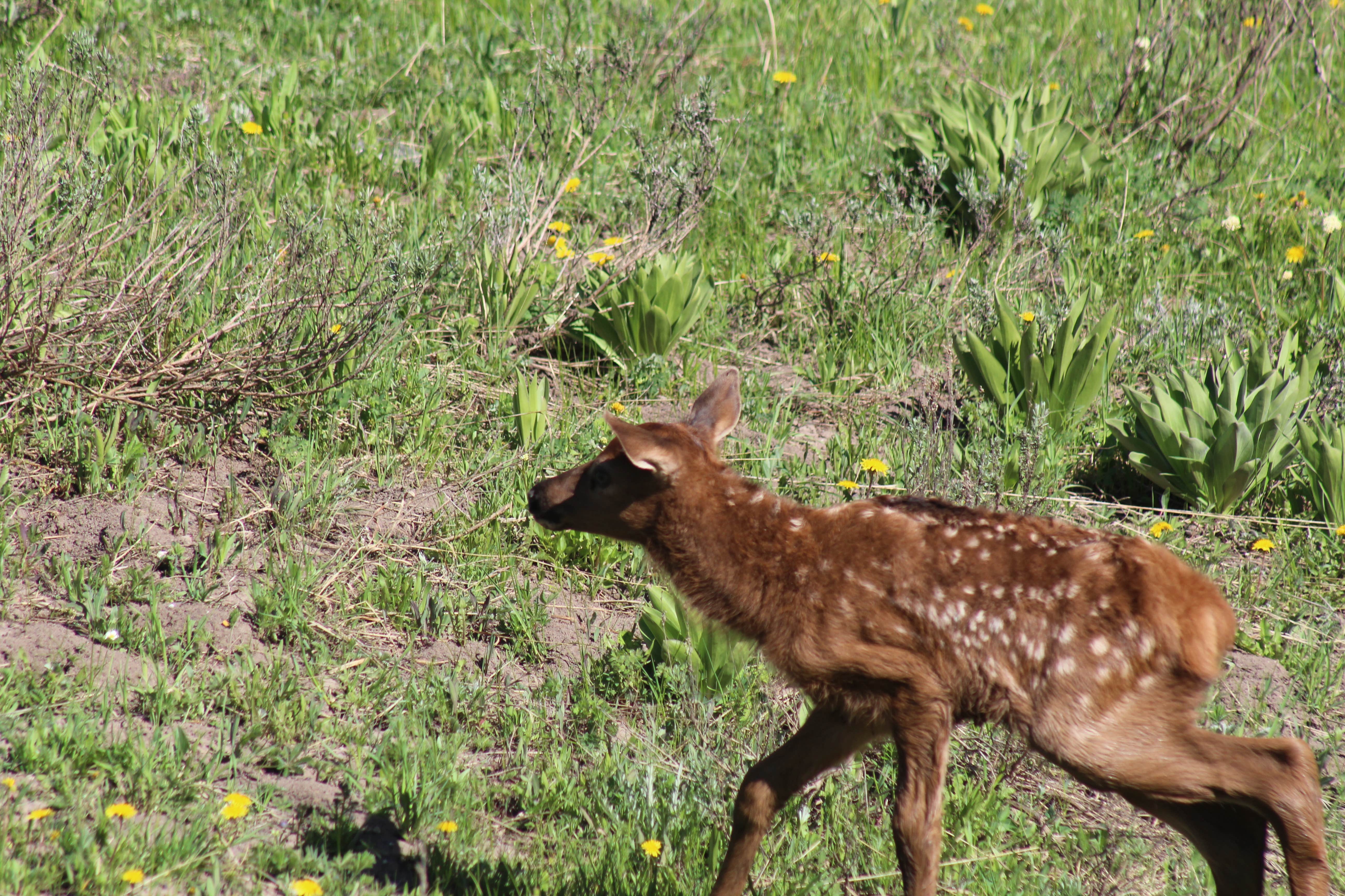 Krissy C.'s photo of camping with pets at Eagle Creek Campground near Wapiti, WY