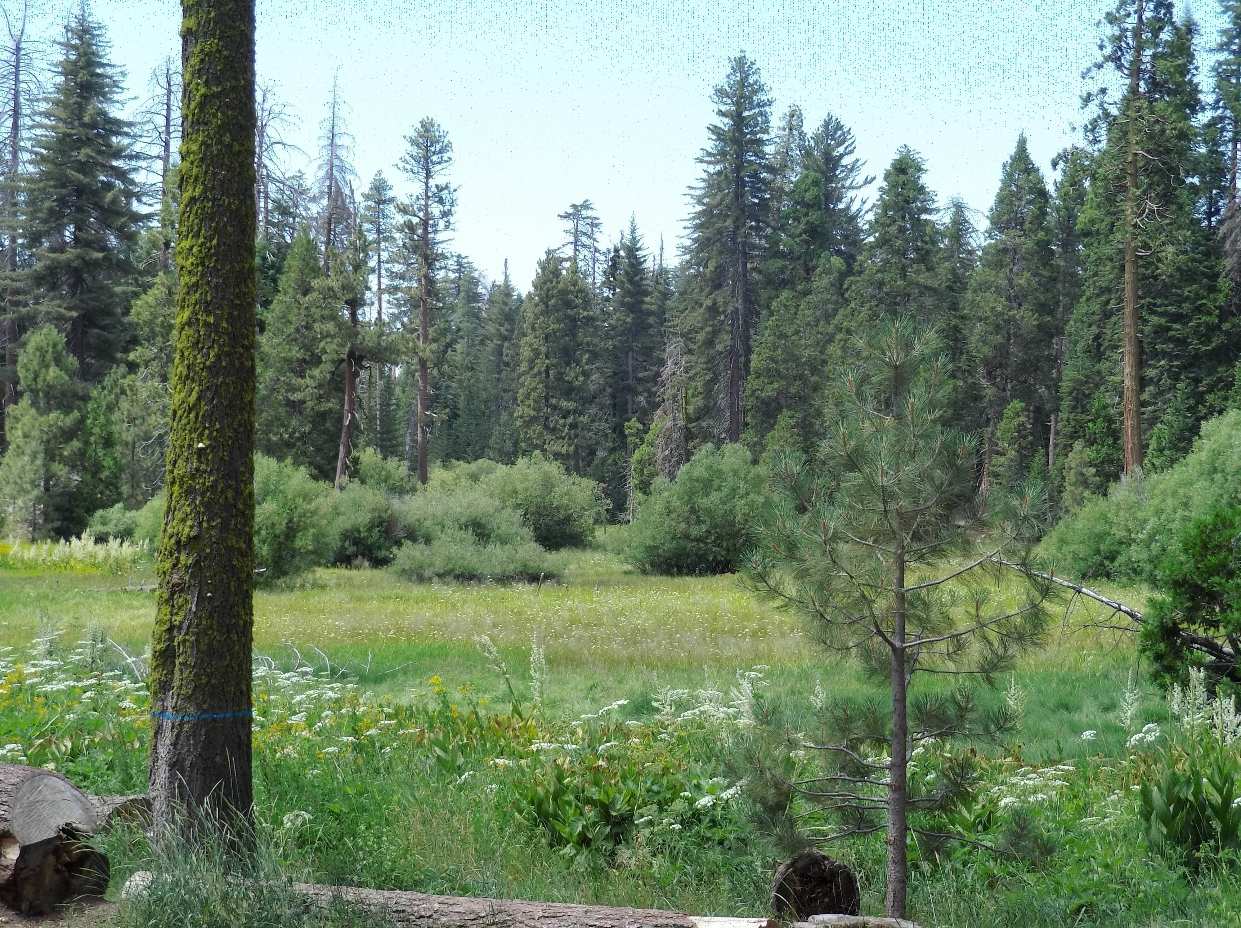 Azalea Campground — Kings Canyon National Park