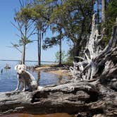 Review photo of Goose Creek State Park Campground by Katrin M., June 7, 2018