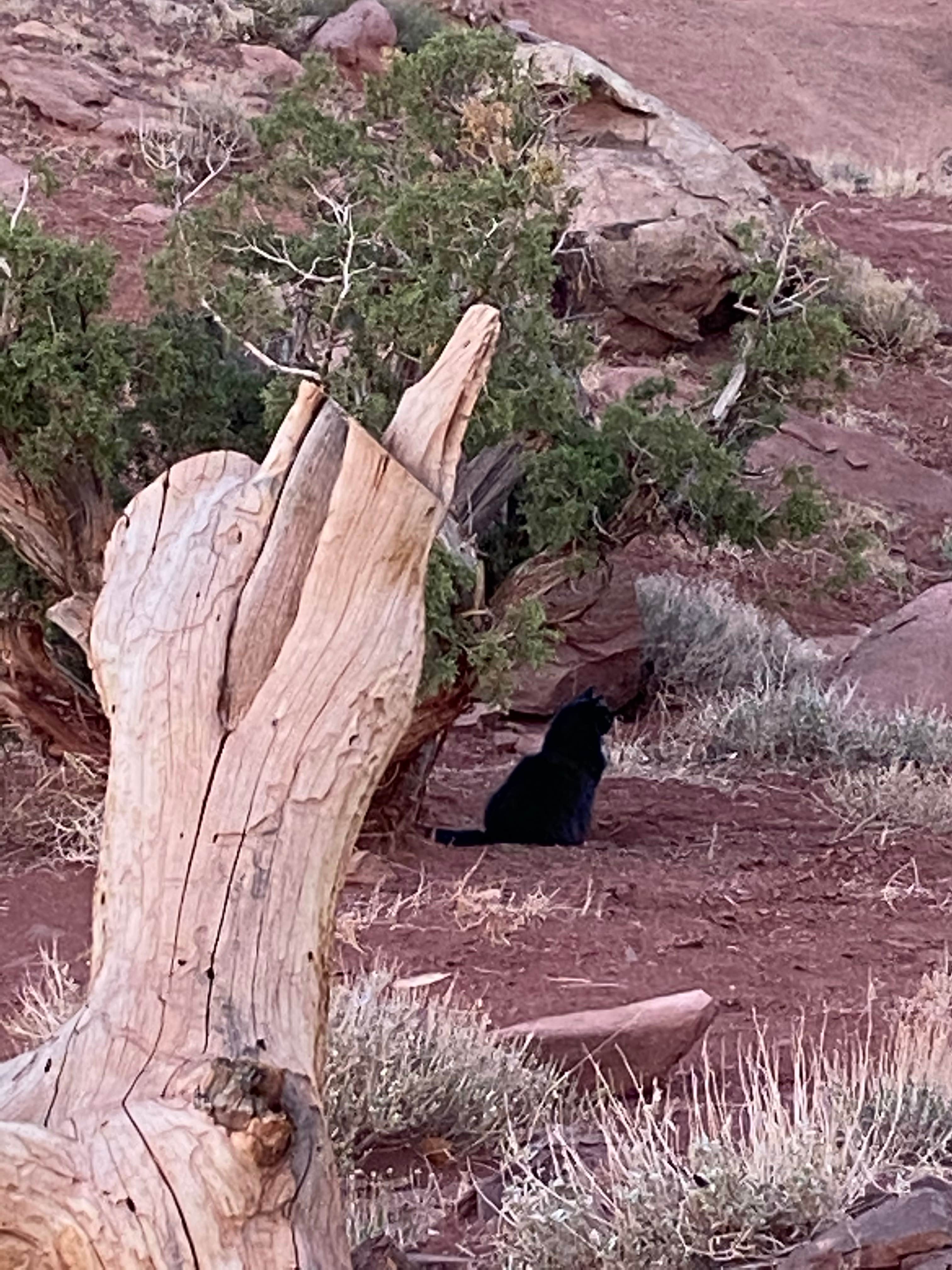 Cyndee F.'s photo of camping with pets at Capitol Reef National Park Dispersed Camping near Fremont, UT