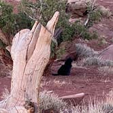 Review photo of Capitol Reef National Park Dispersed Camping by Cyndee F., June 7, 2021