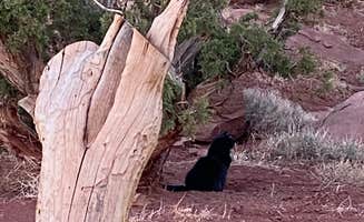 Cyndee F.'s photo of camping with pets at Capitol Reef National Park Dispersed Camping near Capitol Reef National Park