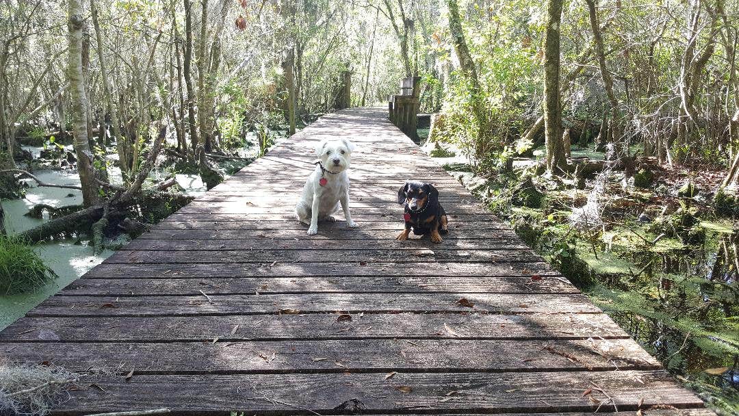 Katrin M.'s photo of camping with pets at Goose Creek State Park Campground near Havelock, NC
