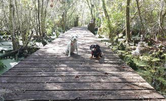 Katrin M.'s photo of camping with pets at Goose Creek State Park Campground near New Bern, NC