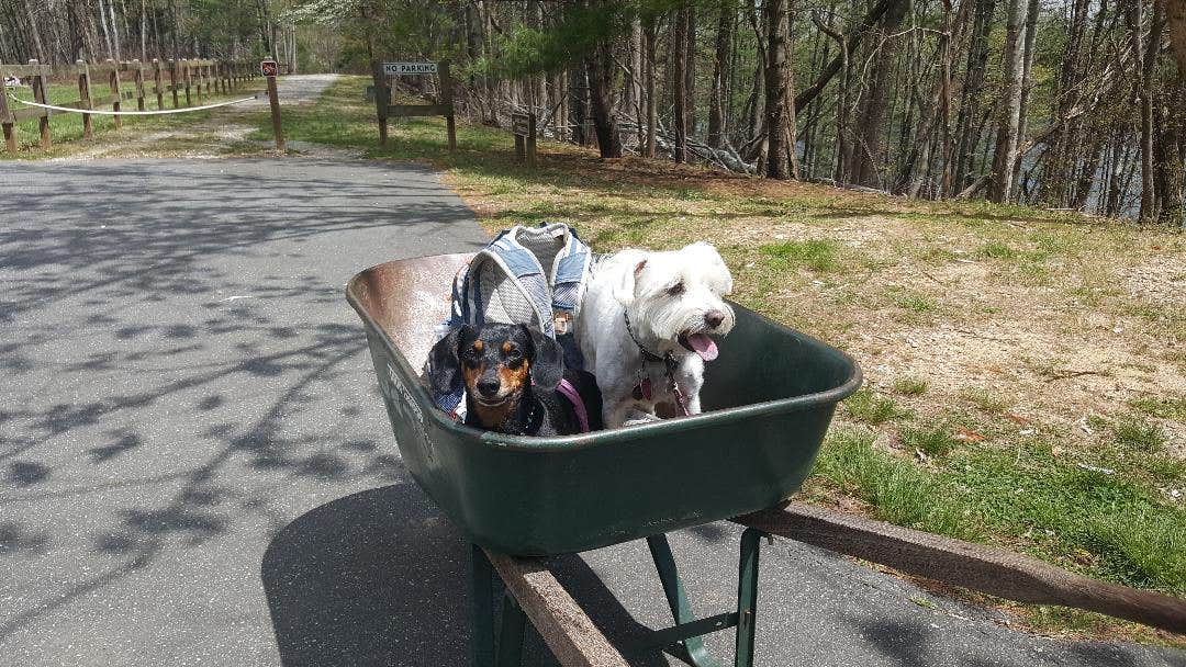 Katrin M.'s photo of camping with pets at Canoe Landing Group Campsite — James River State Park near Hampden-Sydney, VA