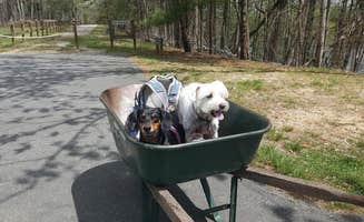 Katrin M.'s photo of camping with pets at Canoe Landing Group Campsite — James River State Park near Lynchburg, VA