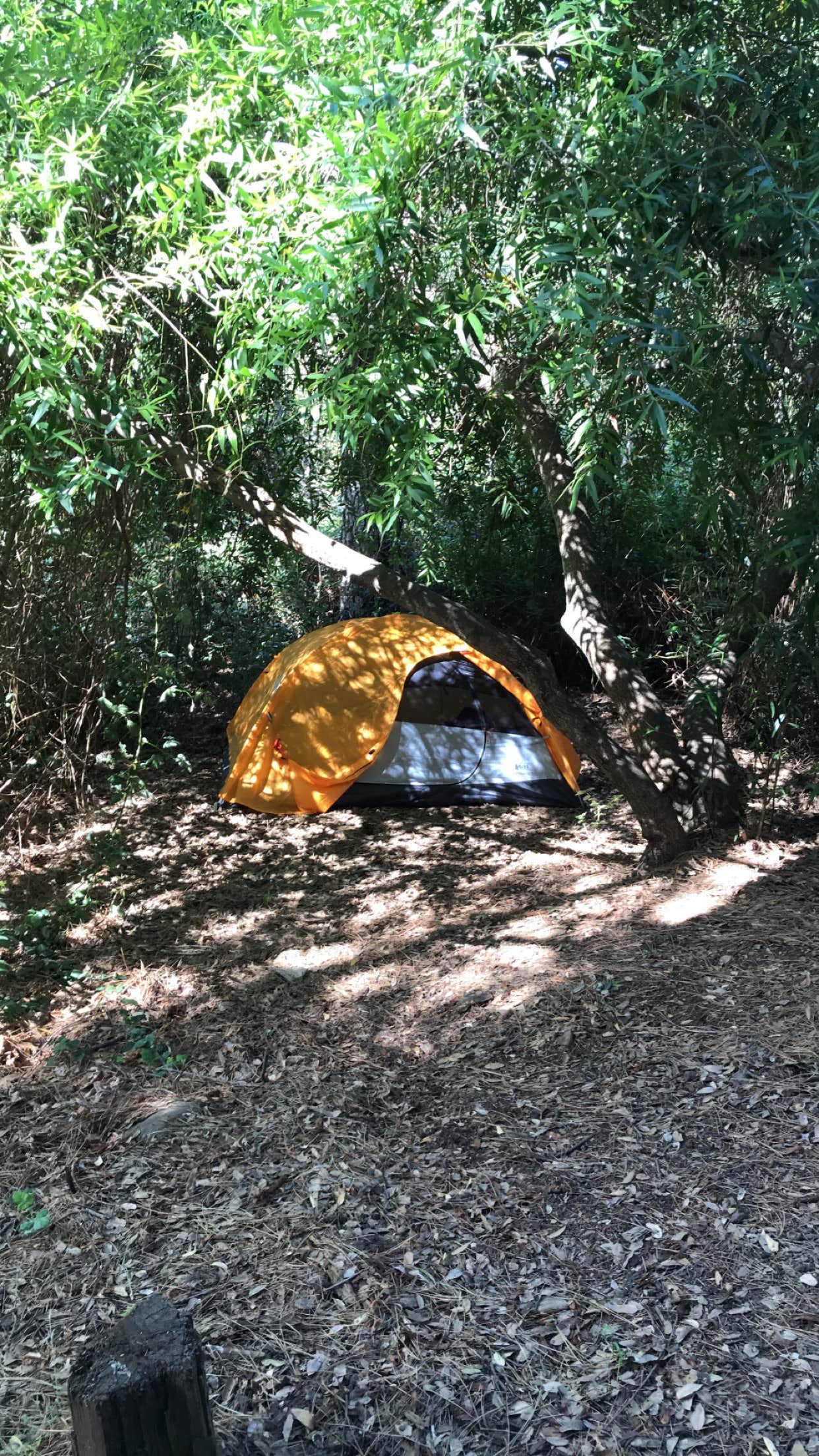 alissa C.'s photo of tent camping at Black Rock Campground (Lassen NF) near Black Butte Lake