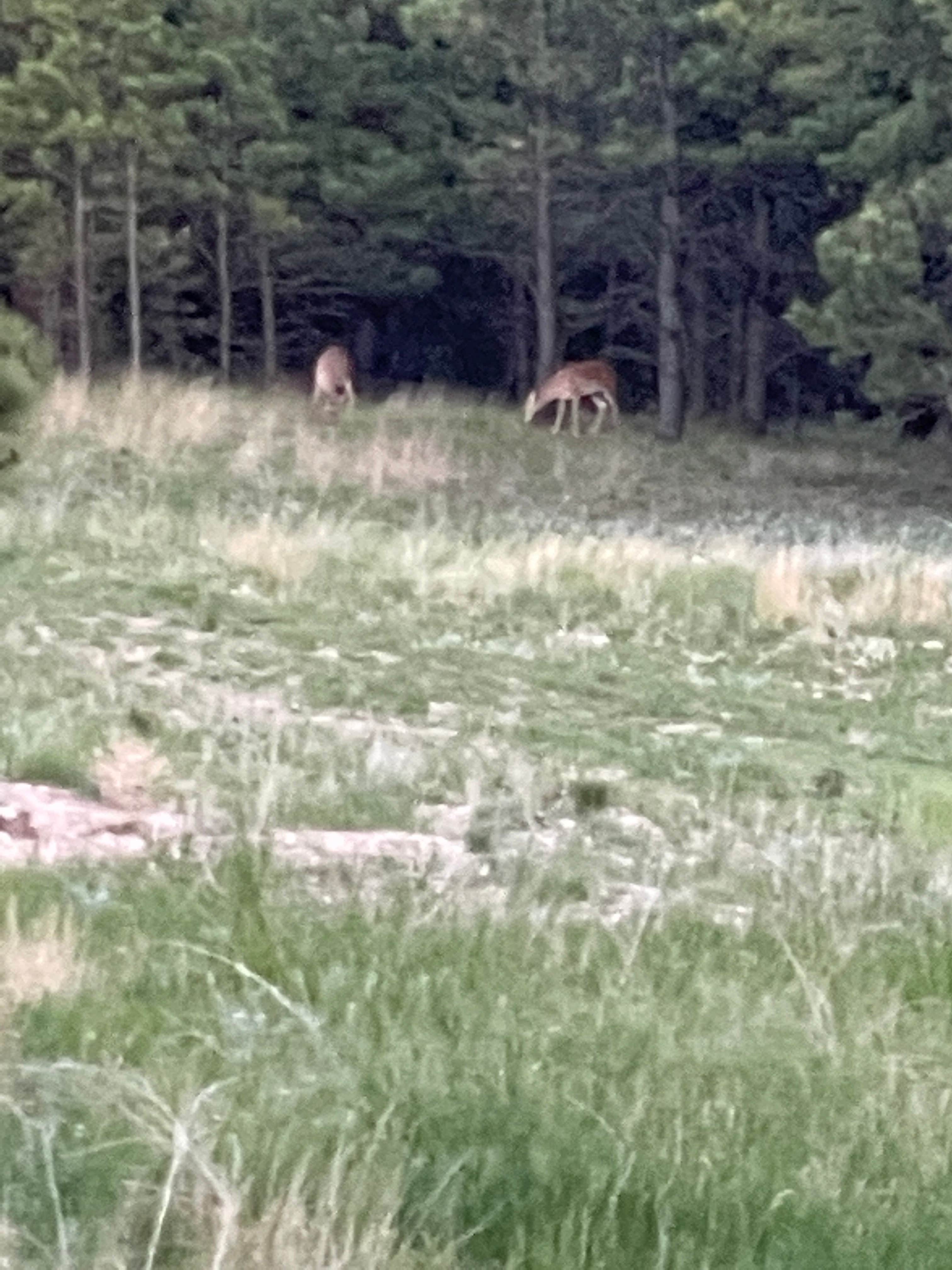 Camper-submitted photo at Opulent Acres near Buffalo Gap, SD