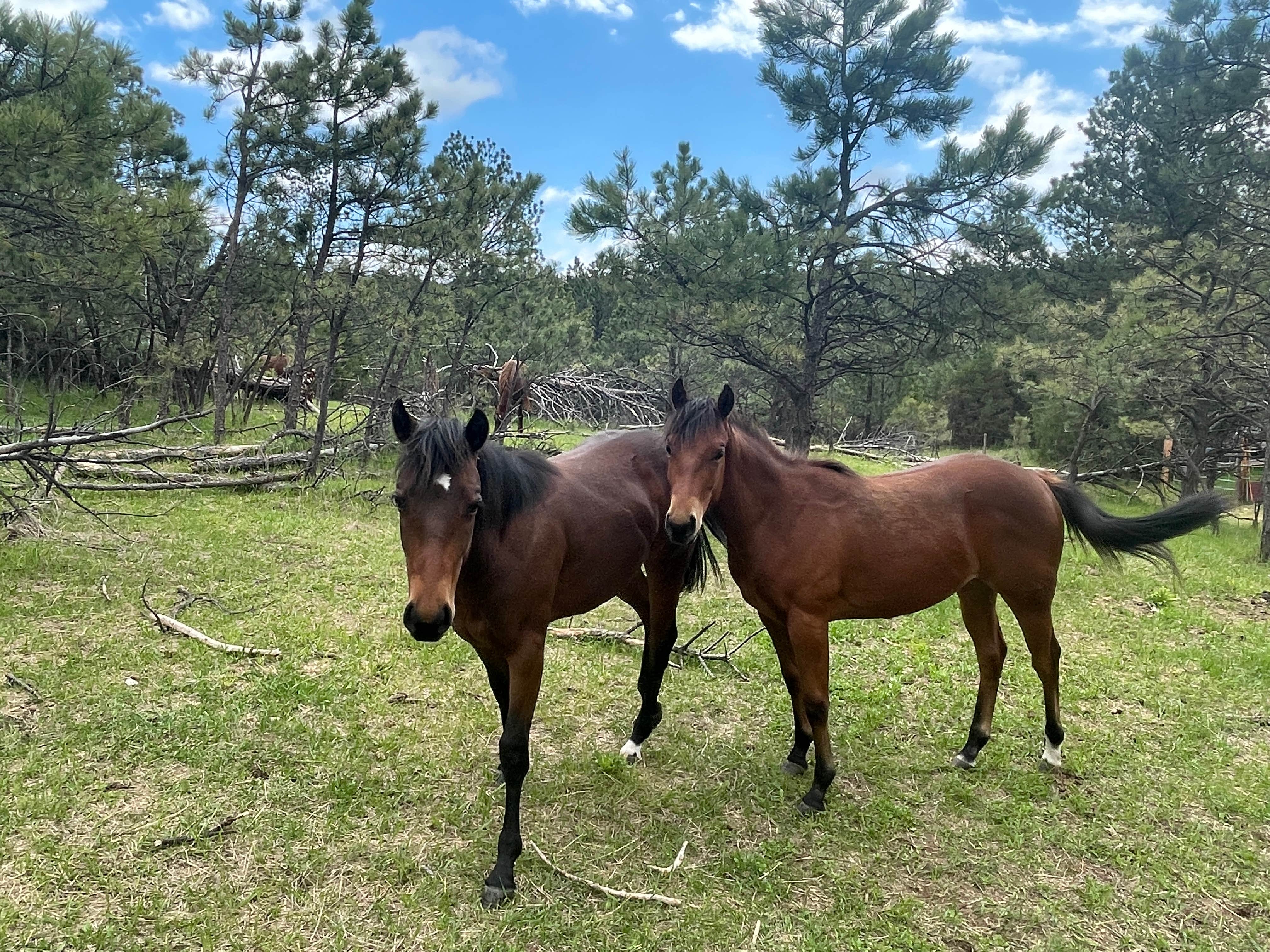Heath S.'s photo of camping with a horse at Opulent Acres near Buffalo Gap, SD