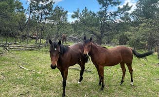 Heath S.'s photo of camping with a horse at Opulent Acres near Rapid City, SD