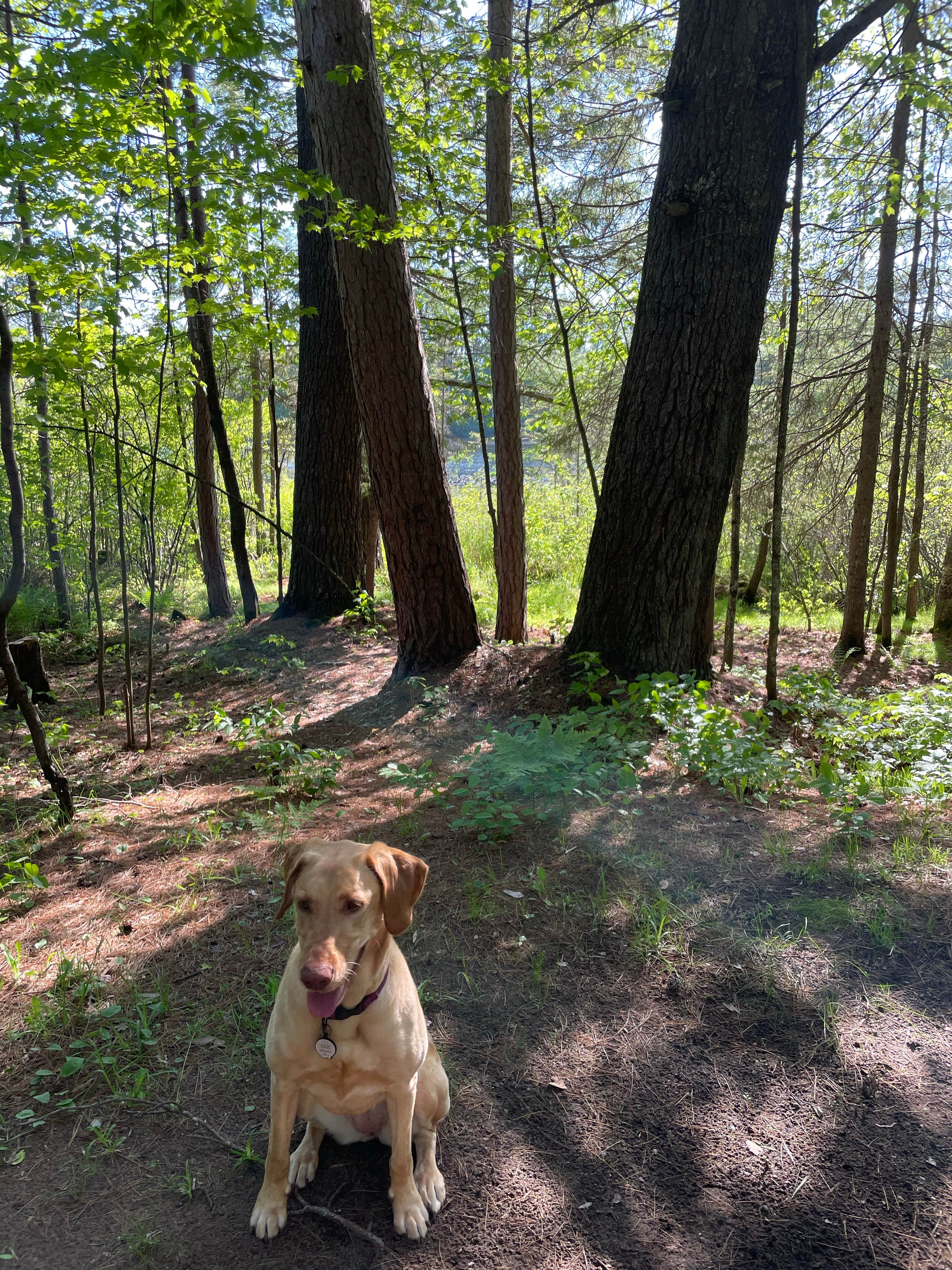 Caroline C.'s photo of camping with pets at Sandy Beach Lake Campground — Northern Highland State Forest near Ironwood, MI