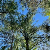 Review photo of Sandy Beach Lake Campground — Northern Highland State Forest by Caroline C., June 7, 2021