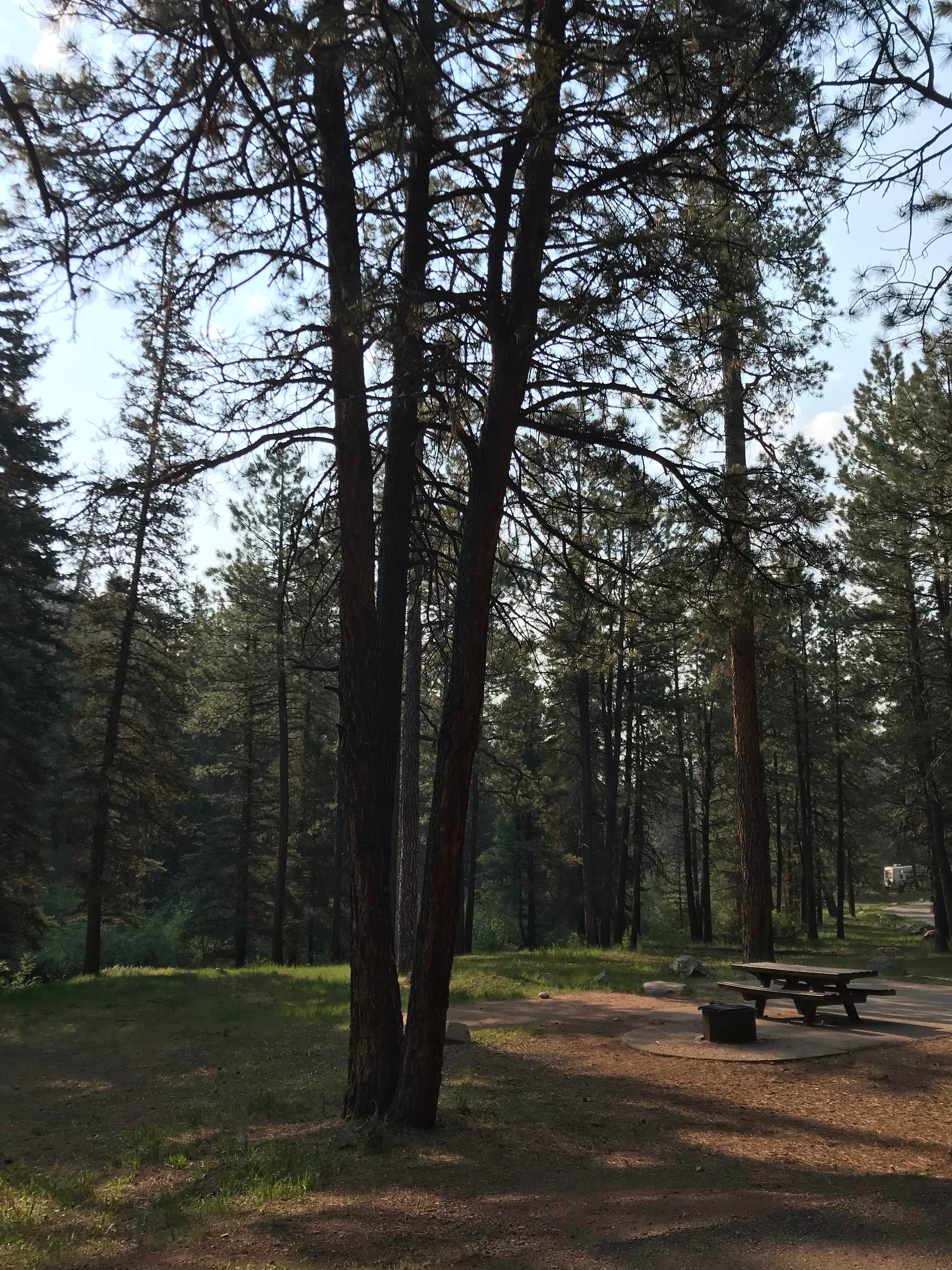 Camper submitted image from Rio De Las Vacas Campground - 5