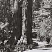 Review photo of Upper Pines Campground — Yosemite National Park by Joe K., June 7, 2018