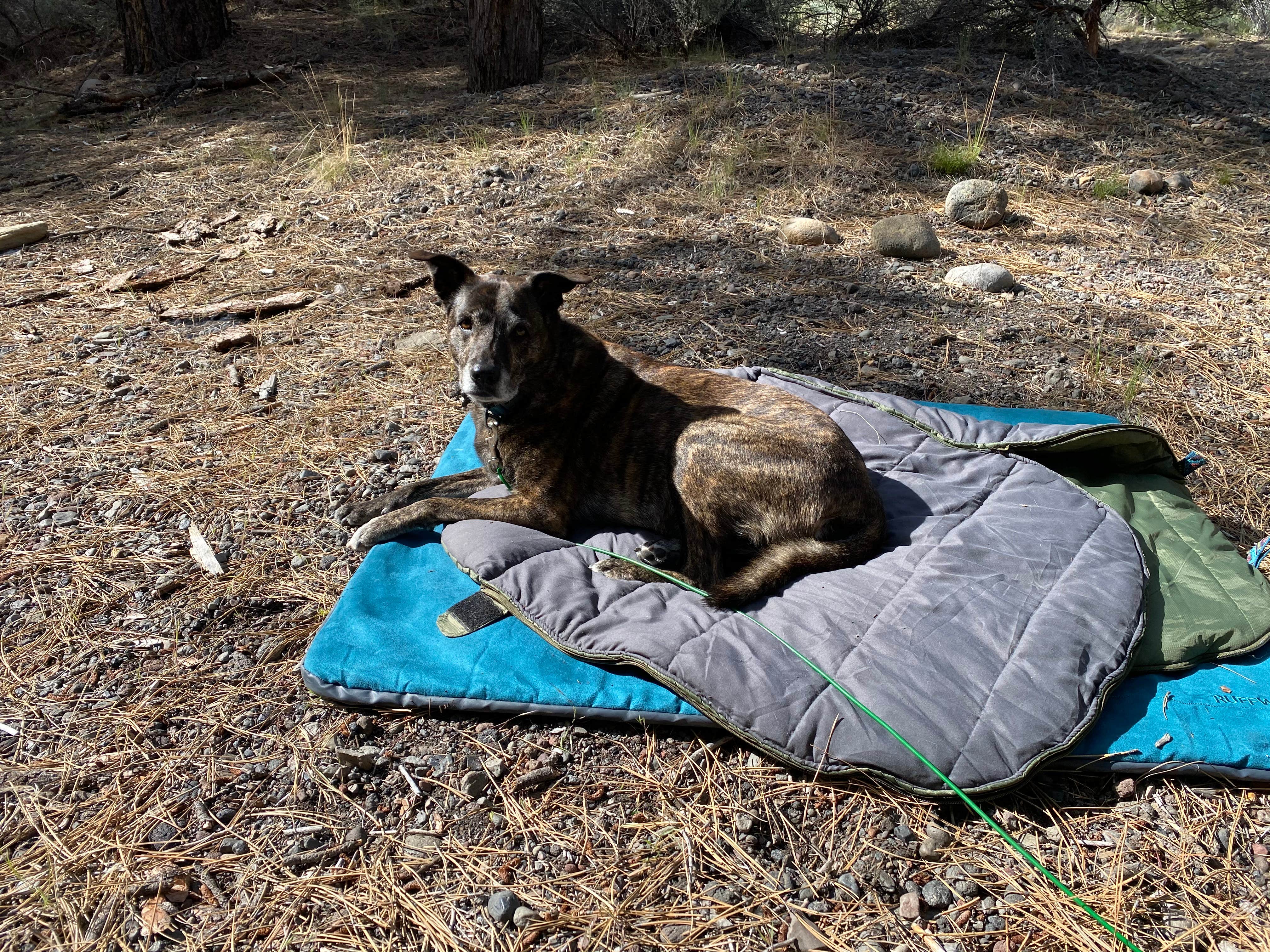 Camper-submitted photo at Sisters, Oregon - Dispersed Camping near Sisters, OR