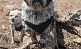 Ash S.'s photo of camping with pets at Granite Flat (utah) near Magna, UT