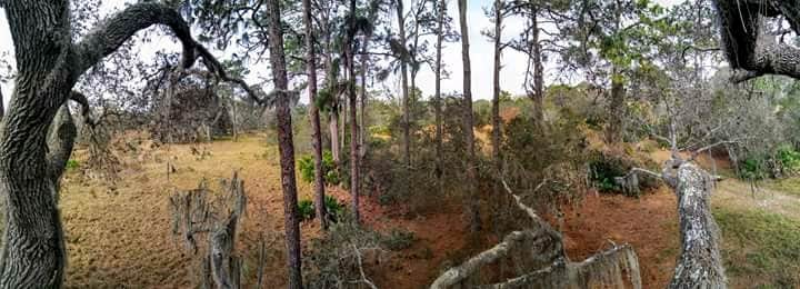 Camper-submitted photo at Starkey Wilderness Preserve — Serenova Tract near Lutz, FL