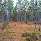 Review photo of Starkey Wilderness Preserve — Serenova Tract by Tim L., June 7, 2018